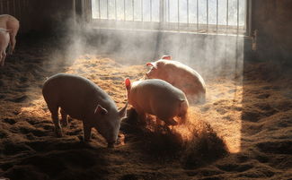 养猪 对于粪污的处理方法 大家了解一下吧