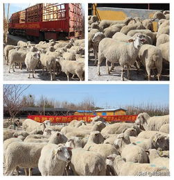 国内首批碱地奶绵羊入驻胜伟农牧产业园