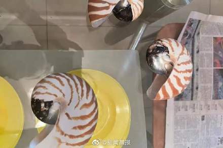 男子收购玳瑁鹦鹉螺制品观赏被抓获