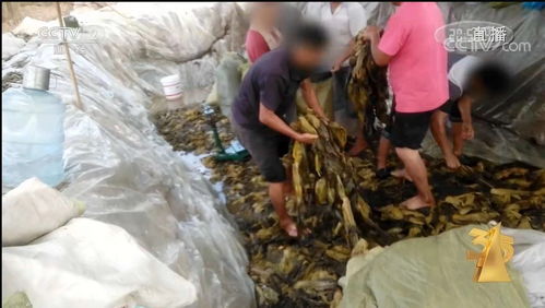 这些消费陷阱被揭露 直播打赏陷阱 操纵口碑营销 骚扰电话黑幕 医美乱象 钛媒体直击3 15