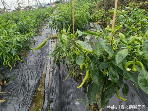 养殖场畜禽粪便臭气及蚊蝇的解决方法 粪水发酵的工艺
