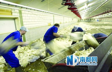 英记者揭鸡肉污染黑幕