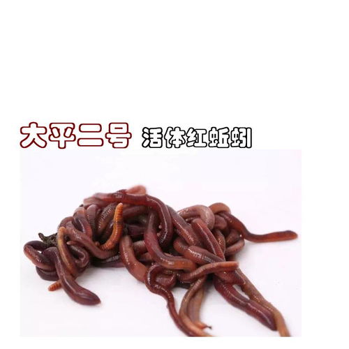 众翔蚯蚓养殖技术