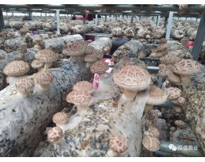 地标香菇 河南香菇基地 优质干香菇价格实惠
