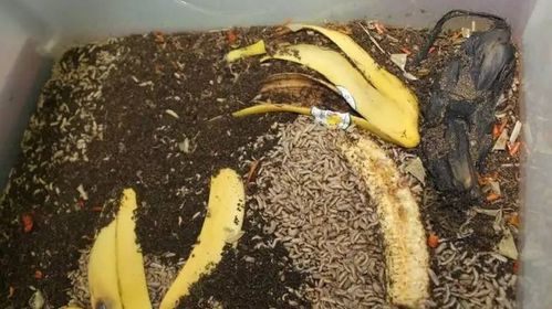 全国科普日丨一起探秘奇妙的昆虫世界