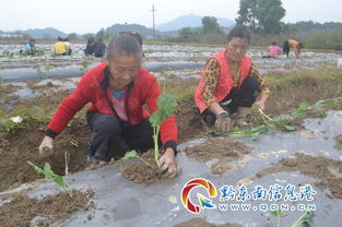 锦屏全面掀起秋冬种热潮