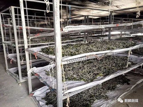 变废为宝 麒麟区蚕农增收千万元
