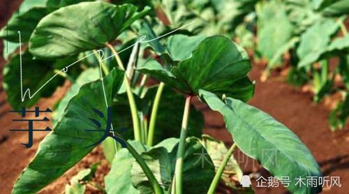 种植芋头,怕施什么肥 芋头不喜欢的肥料有哪些