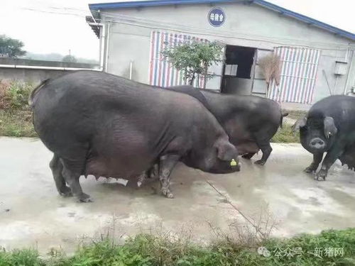 黑色金子的加工厂,走进省级霍寿黑猪保种场 安徽淮之源 衡威饲料冠名 协会一家亲 第四季