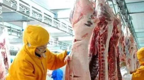 畜禽屠宰检验规程类食品安全国家标准编写工作全面启动