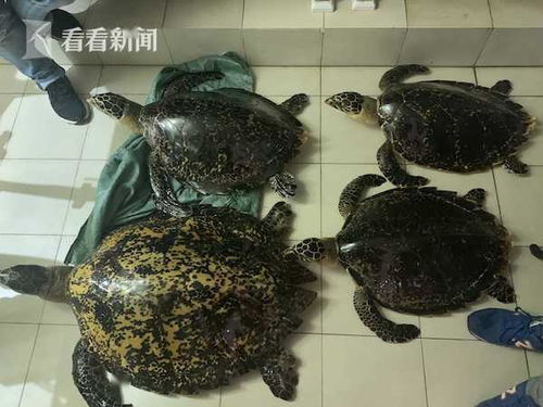 网上出售玳瑁制品 长宁警方远赴海南抓获嫌疑人