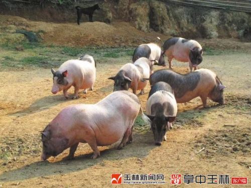 猪肉跌至白菜价何时才 回暖