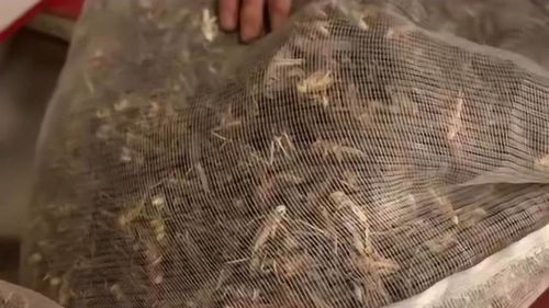 绿色循环的奇妙世界 蚂蚱养殖与畜禽粪便加工的双赢之道