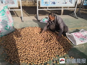 牵线企业上门收购农产品与畜禽粪便,助力村民增收脱贫早致富