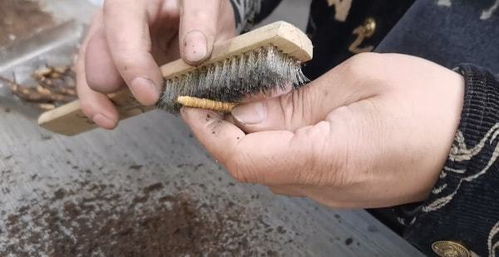 头草来啦 畜禽粪便收购迎来新机遇