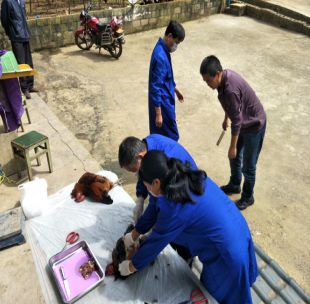 兴义市农扶局加强节日监管 确保畜禽产品质量安全